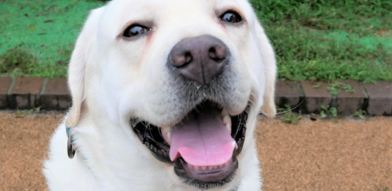 チャールズ(英国100%血統) チャールズ(英国100%血統)